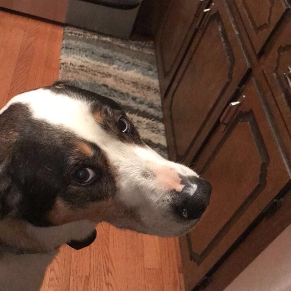 Meet your Posher, Jack - Picture 1 of 1